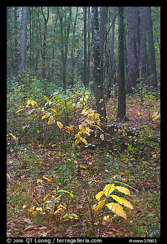 Fall colors on undergrowth in pine forest. Congaree National Park, South Carolina, USA.