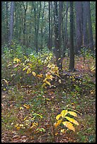 Fall colors on undergrowth in pine forest. Congaree National Park ( color)