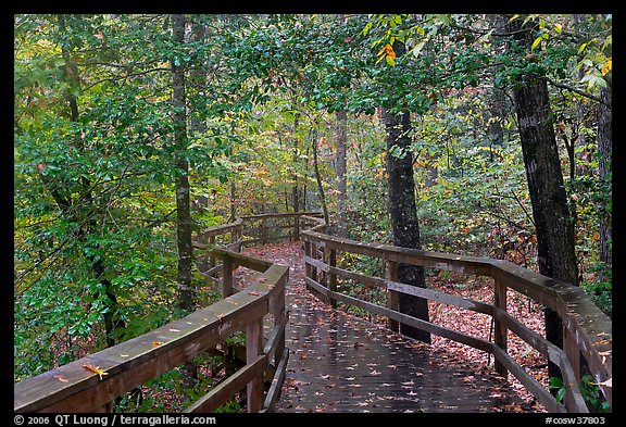 Boardwalk, forest in autumn colors. Congaree National Park, South Carolina, USA.