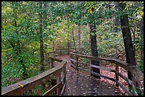 Boardwalk, forest in autumn colors. Congaree National Park, South Carolina, USA. (color)