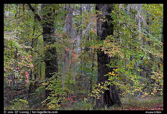 Trees with fall colors and spanish moss. Congaree National Park, South Carolina, USA.