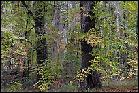 Trees with fall colors and spanish moss. Congaree National Park ( color)
