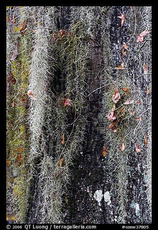 Close-up of spanish moss on trunk. Congaree National Park, South Carolina, USA.