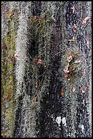 Close-up of spanish moss on trunk. Congaree National Park, South Carolina, USA. (color)