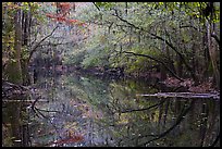 Cedar Creek reflections. Congaree National Park, South Carolina, USA.