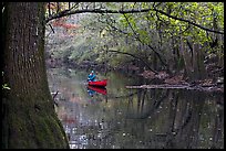 Canoe on Cedar Creek framed by overhanging branch. Congaree National Park, South Carolina, USA. (color)