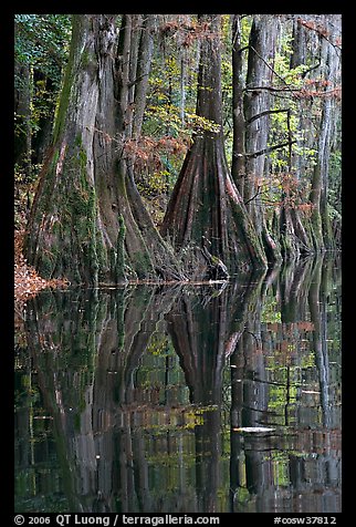Cypress buttresses reflected in Cedar Creek. Congaree National Park, South Carolina, USA.