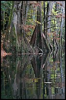 Cypress buttresses reflected in Cedar Creek. Congaree National Park ( color)
