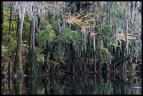 Spanish moss hanging from cypress at the edge of Cedar Creek. Congaree National Park, South Carolina, USA.