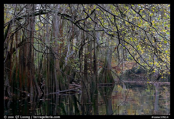 Bald cypress, spanish moss, and branches with fall colors over Cedar Creek. Congaree National Park (color)