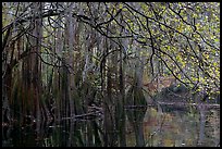Bald cypress, spanish moss, and branches with fall colors over Cedar Creek. Congaree National Park, South Carolina, USA.