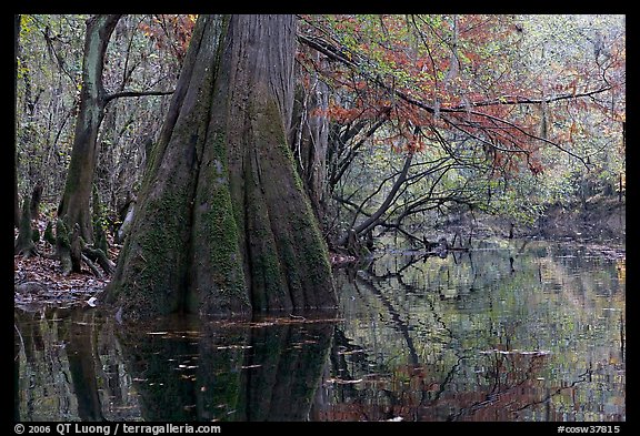 Large buttressed base of bald cypress and fall colors reflections in Cedar Creek. Congaree National Park, South Carolina, USA.