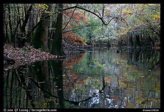 Arched branches and reflections in Cedar Creek. Congaree National Park, South Carolina, USA.
