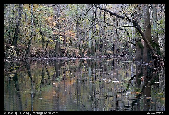 Cedar Creek with trees in autumn colors reflected. Congaree National Park, South Carolina, USA.