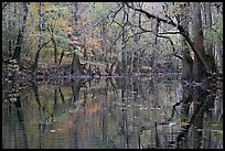 Cedar Creek with trees in autumn colors reflected. Congaree National Park, South Carolina, USA.