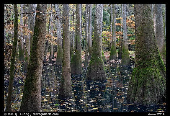 Swamp with bald cypress and tupelo trees. Congaree National Park, South Carolina, USA.