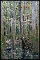 Walking tree in swamp. Congaree National Park, South Carolina, USA. (color)