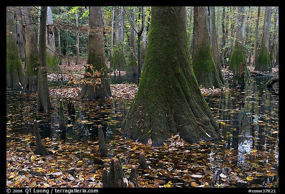 Cypress knees and trunks in swamp. Congaree National Park (color)