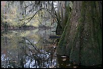 Buttressed cypress base and spanish moss reflected in Cedar Creek. Congaree National Park, South Carolina, USA.
