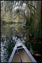 Canoe prow and swamp trees growing at the base of Cedar Creek. Congaree National Park ( color)