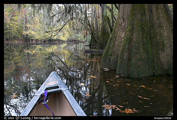 Canoe prow on Cedar Creek amongst large cypress trees, fall colors, and spanish moss. Congaree National Park (color)