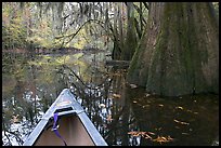 Canoe prow on Cedar Creek amongst large cypress trees, fall colors, and spanish moss. Congaree National Park, South Carolina, USA.