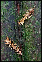 Close-up of fallen cypress needles on trunk. Congaree National Park, South Carolina, USA.