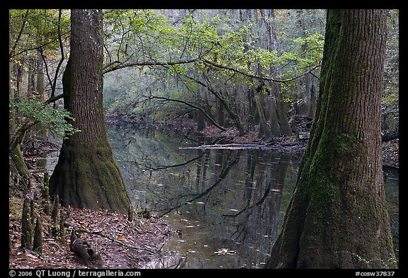 Trees and cypress knees on the shore of Cedar Creek. Congaree National Park, South Carolina, USA.