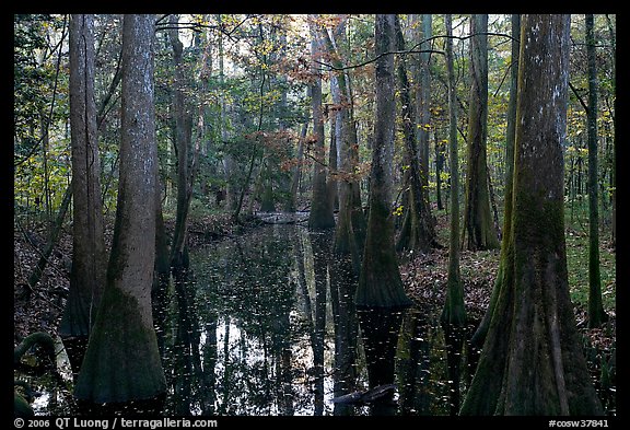 Creek in fall, early morning. Congaree National Park, South Carolina, USA.