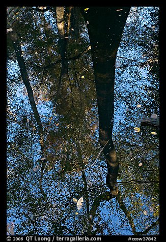 Bald cypress tree reflected in creek. Congaree National Park (color)