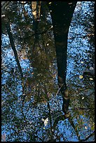 Bald cypress tree reflected in creek. Congaree National Park, South Carolina, USA.