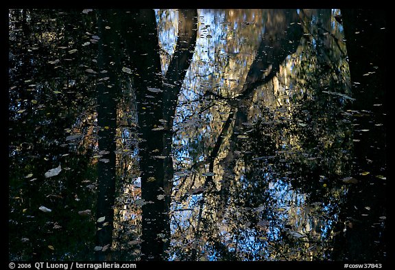 Reflections and falling leaves in creek. Congaree National Park (color)