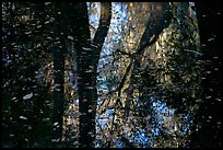 Reflections and falling leaves in creek. Congaree National Park, South Carolina, USA.