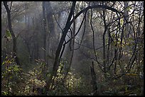 Sunrays and vines. Congaree National Park, South Carolina, USA.