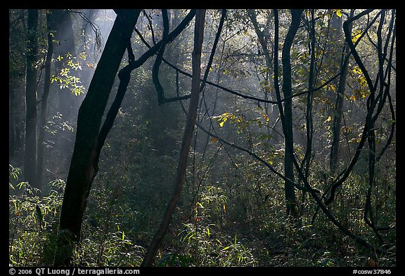 Vines and sunlit mist. Congaree National Park (color)
