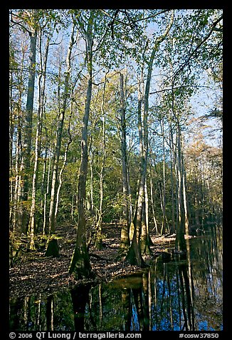 Tall trees and creek. Congaree National Park (color)