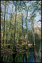 Tall trees and creek. Congaree National Park, South Carolina, USA.