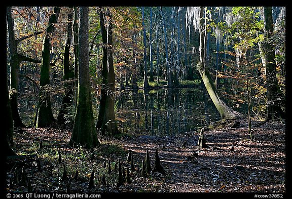 Cypress, knees, and Wise Lake. Congaree National Park, South Carolina, USA.