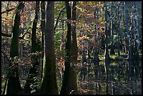 Cypress and Wise Lake on a sunny day. Congaree National Park, South Carolina, USA. (color)