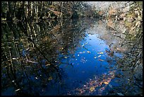 Fallen leaves and reflections in Wise Lake. Congaree National Park, South Carolina, USA.