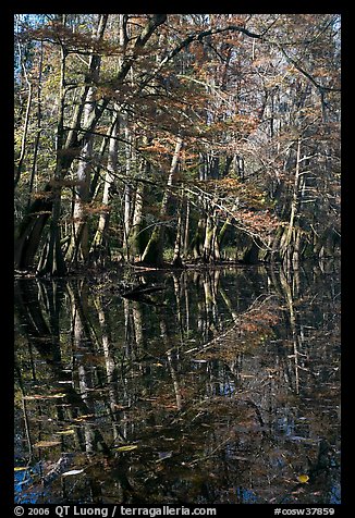 Trees and reflections, Wise Lake. Congaree National Park, South Carolina, USA.