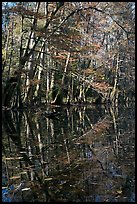 Trees and reflections, Wise Lake. Congaree National Park ( color)