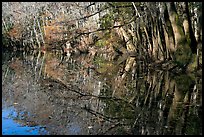 Reflections, Wise Lake. Congaree National Park, South Carolina, USA.