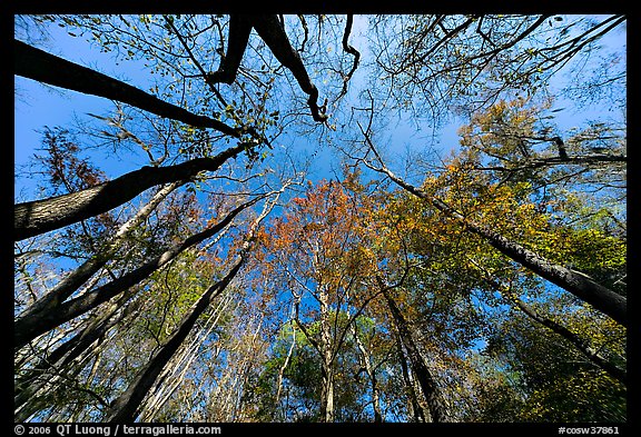 Floodplain forest canopy in fall color. Congaree National Park, South Carolina, USA.