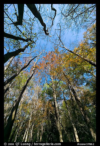 Looking upwards Floodplain forest. Congaree National Park, South Carolina, USA.