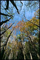 Looking upwards Floodplain forest. Congaree National Park ( color)