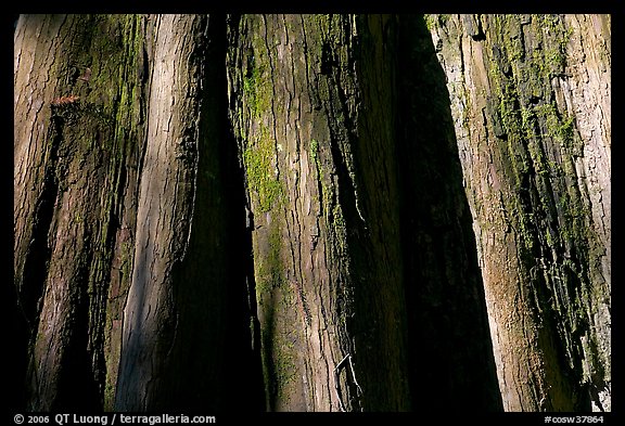 Close-up of buttressed base of bald cypress. Congaree National Park (color)