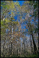 Tall floodplain forest trees. Congaree National Park, South Carolina, USA.