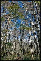 Boardwalk with woman dwarfed by tall trees. Congaree National Park ( color)