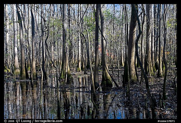 Floodplain trees growing out of swamp on a sunny day. Congaree National Park, South Carolina, USA.